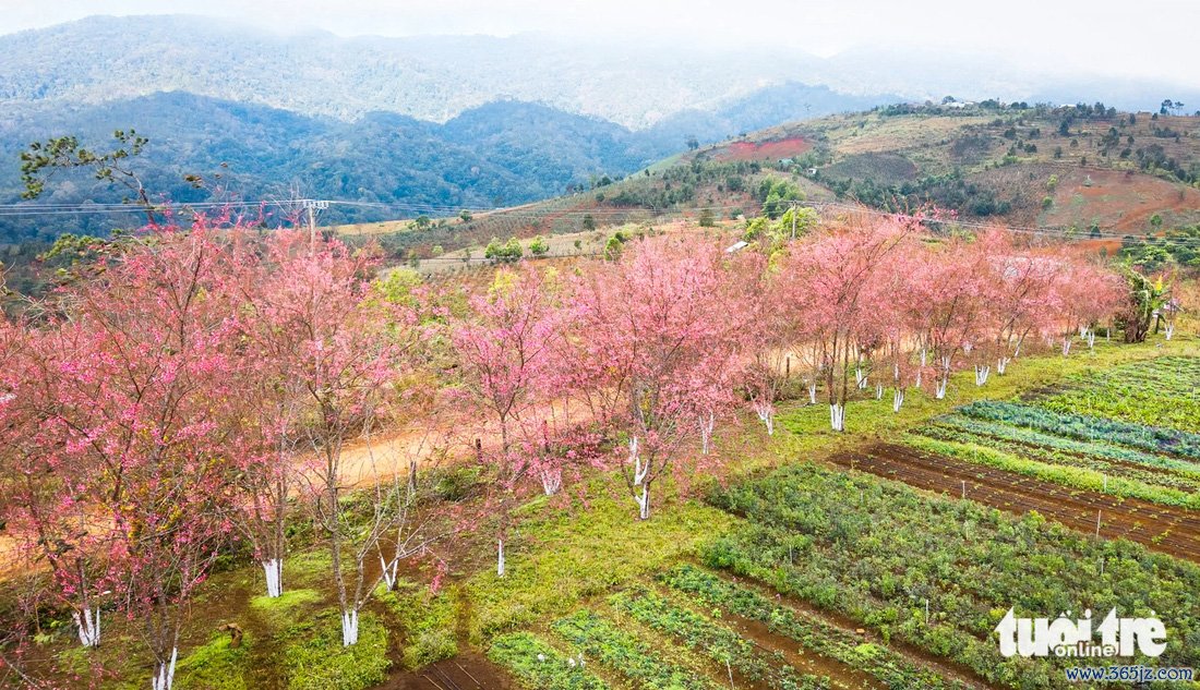 Mai anh đào nhuộm hồng thị trấn Măng Đen ngày giáp Tết - Ảnh 8.